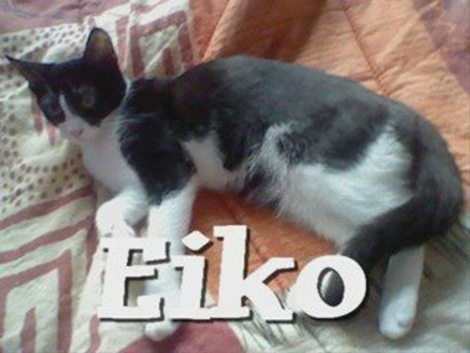 vidéo chat l'heureux