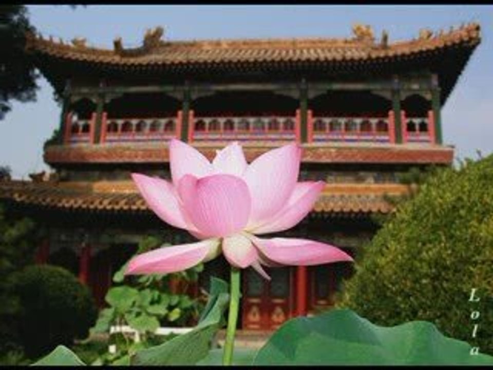 Lotus