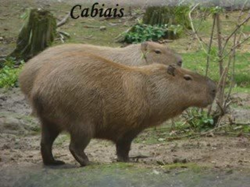 Les animaux au safari de Peaugres le 9 octobre 2009