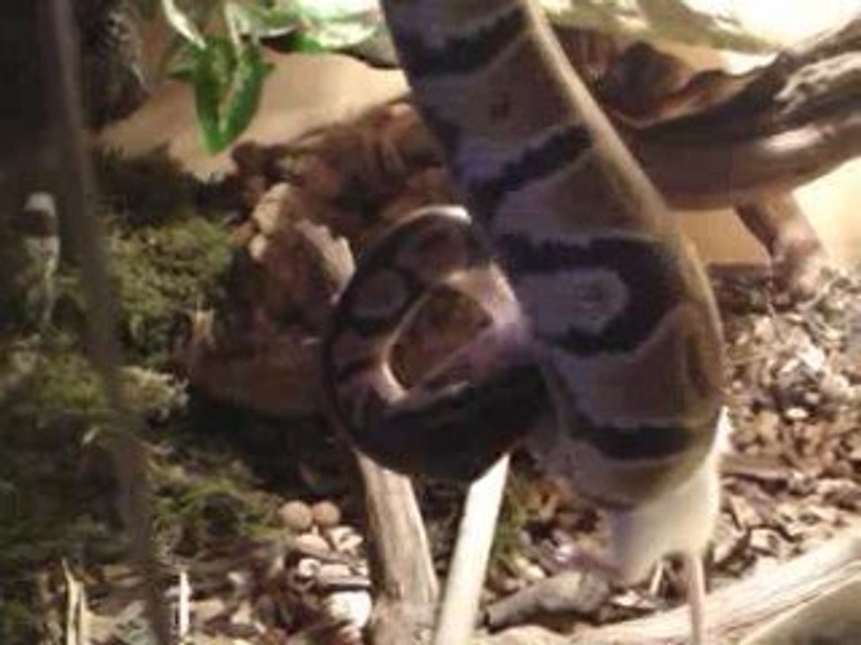 Python royal, repas de Kaizer
