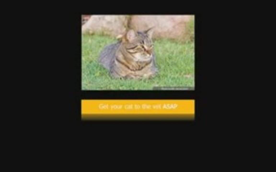 Stop Cat Peeing Outside The Litter Box - Part One