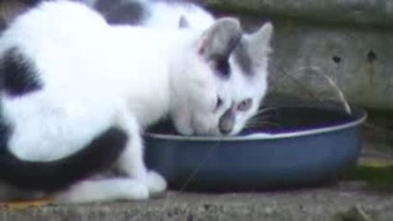 Amicale des chats de Montagnole