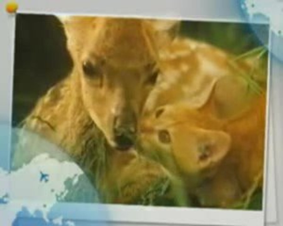AMOUR UNIVERSEL