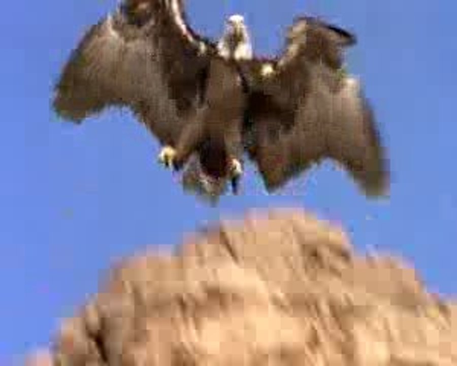 Festival du Film Nature - bande annonce 2009