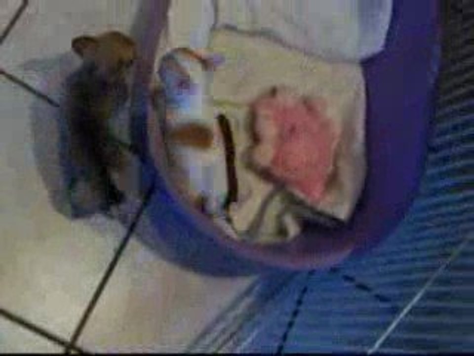 chiots 11 Octobre 2009 058