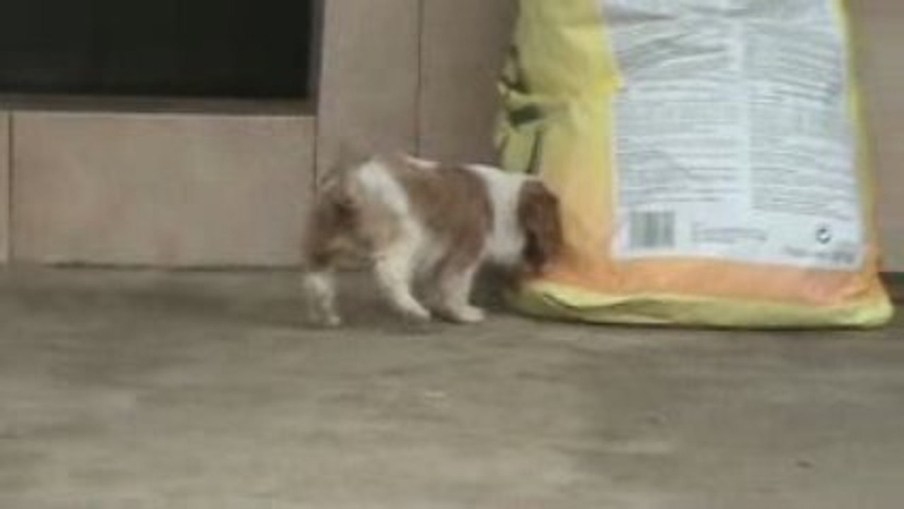 BB cavalier mâle de 1,5 mois