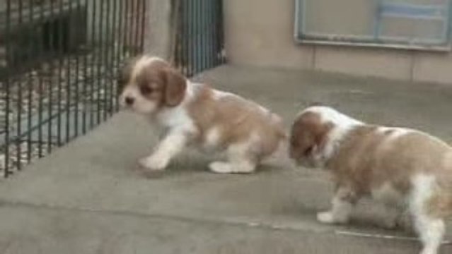 BB cavalier femelle de 1,5 mois