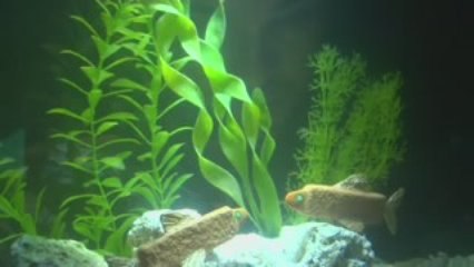Fish Finger Fish at Sea Life London Aquarium