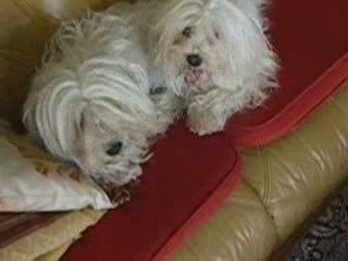 PRISES EN FLAGRANT DELIT DE JEU