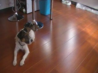 COUR EDUCATION CANINE