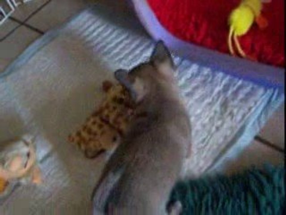 chiots  vidéo Endy et Enzo 11 Octobre 2009 007