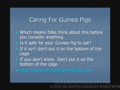 Caring For Guinea Pigs- Cage lining