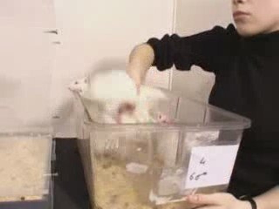 HygiaPure - Les rats plongeurs