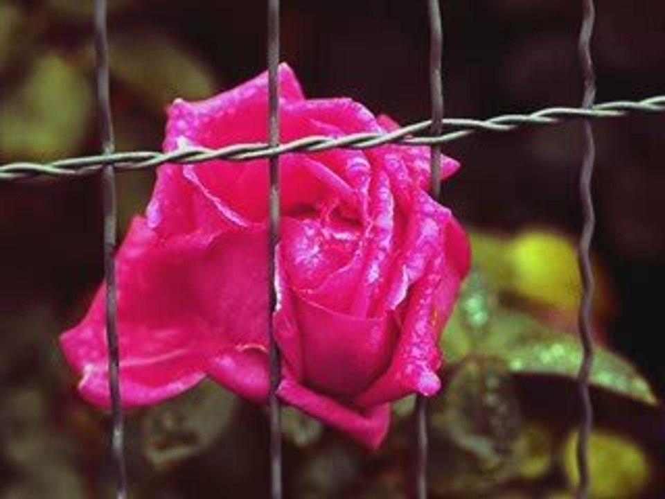 Nilgül-Diken Döşekler