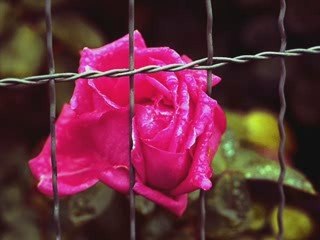 Nilgül-Diken Döşekler