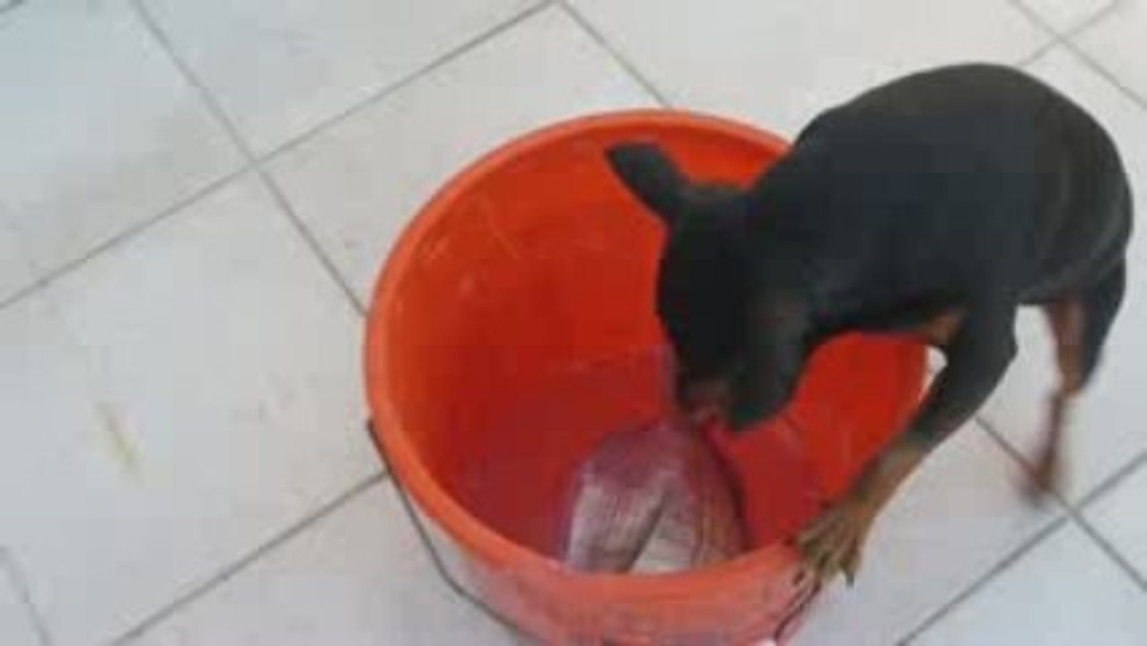 Petit chien noir VS grand seau rouge