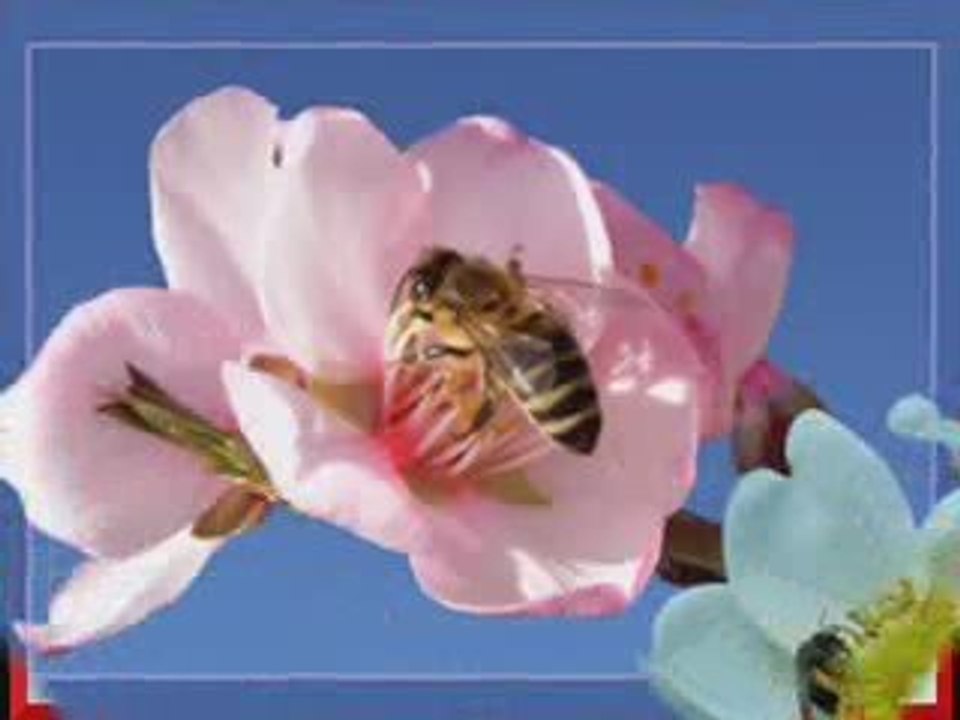 Abdurrahman Önül & Sedat Uçan Medinenin Dağlarına