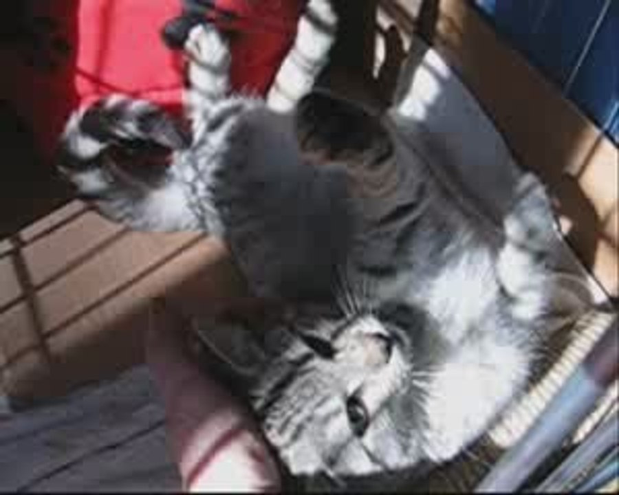 Grisette, une petite tendresse!