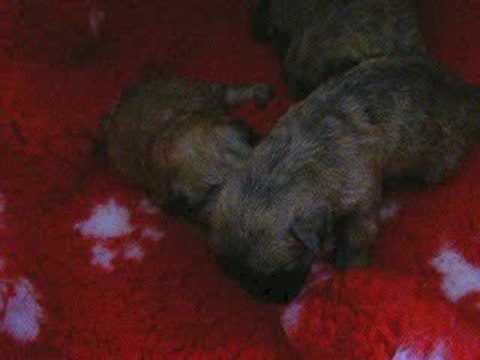 bb cairn Terrier du Harpouy d'Auzan