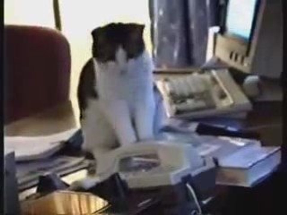 chat décroche le combiné