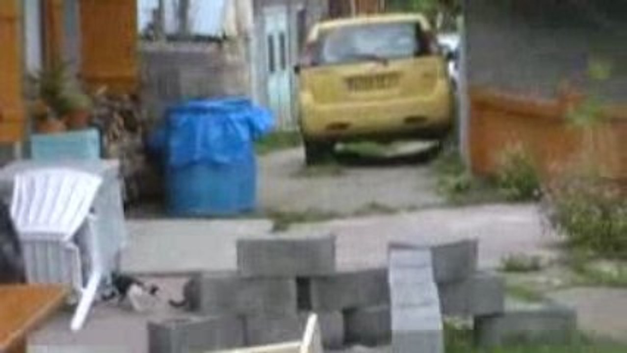 Amicale des chats de Montagnole "LA SUITE"