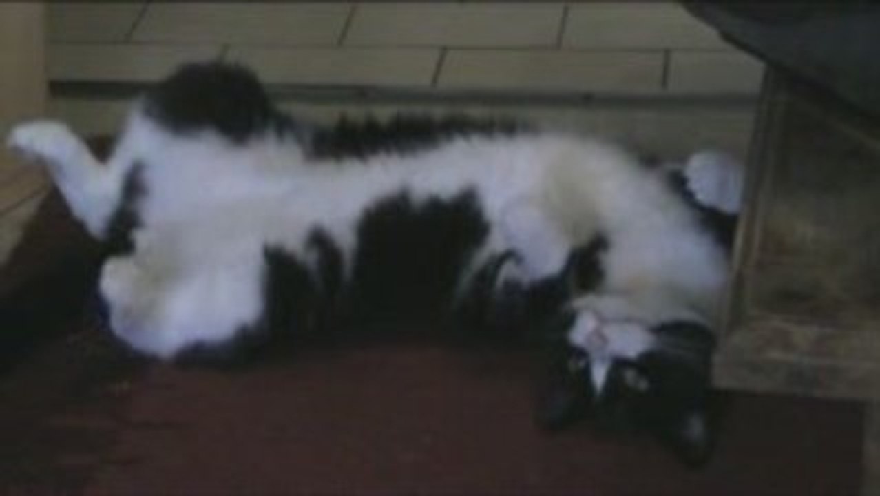 Rootsy sur le tapis 11.10.09