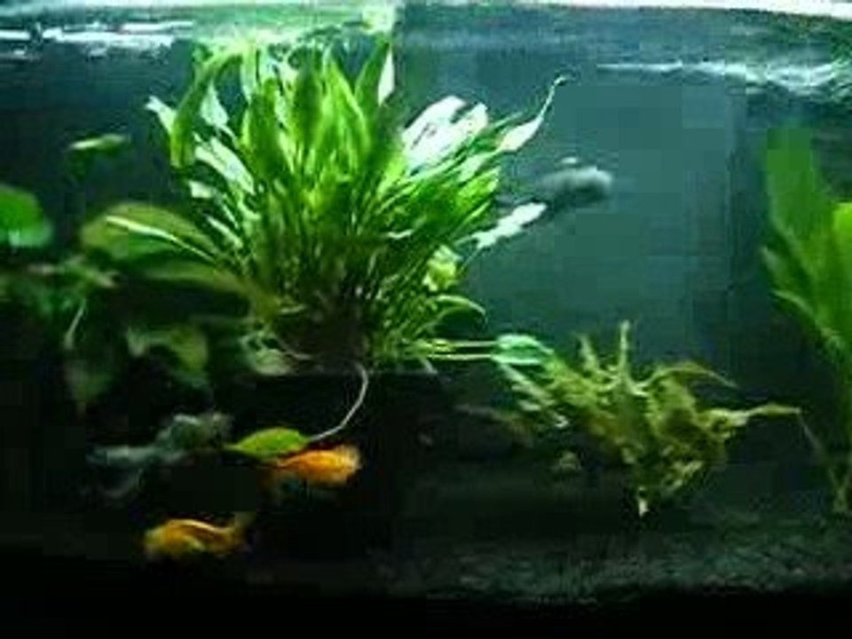 Bubbles eyes le 12.10.09