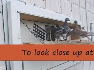 Pigeon Pals Daily Racing Club  88 Longshots