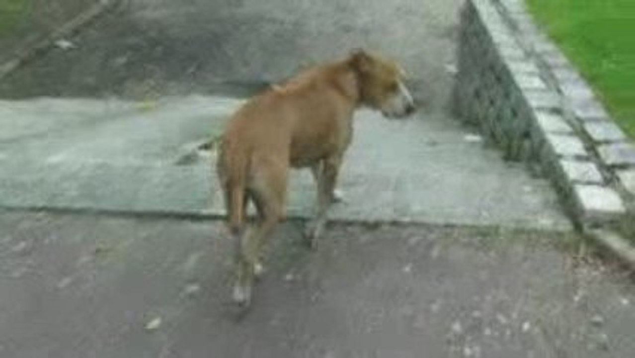 clovis nous fait visiter une partie de son territoire