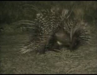 trois lions dans la nuit (2)