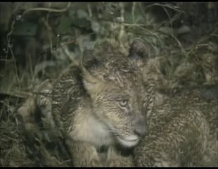 trois lions dans la nuit (3)
