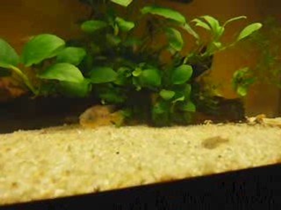 Cryptoheros nanoluteus