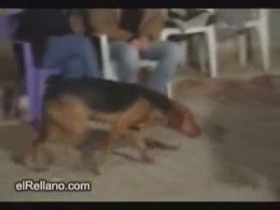Köy Düğünlerine Fazla Takılan Köpek