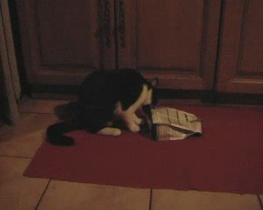 Chat-Malo et ses croquettes