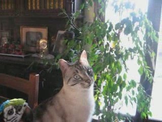 imperturbable chat....