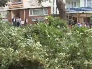 Edirne'de Lodos Ağaçları Devirdi
