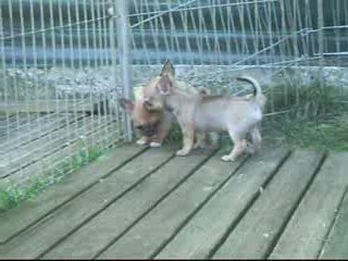 filles bridgette dans le jardin