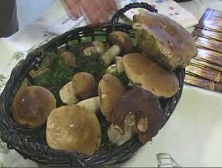 Exposition & dégustation champignons