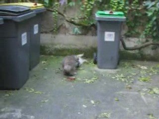 Mon loulou et sa juliette