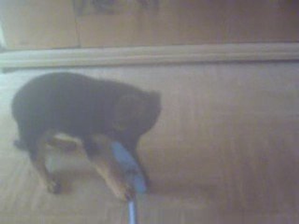 elvis mardi5