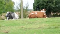 Vache avec cornes