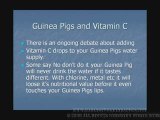 Caring For Guinea Pigs- Guinea Pigs and Vitamin C