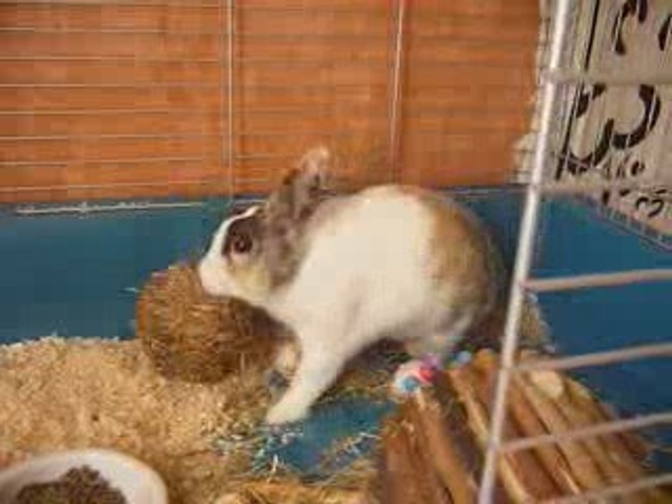 Mon lapin jouant avec sa balle