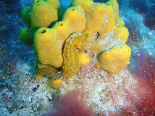 Mantas Diablo y caballito de mar en Caleta
