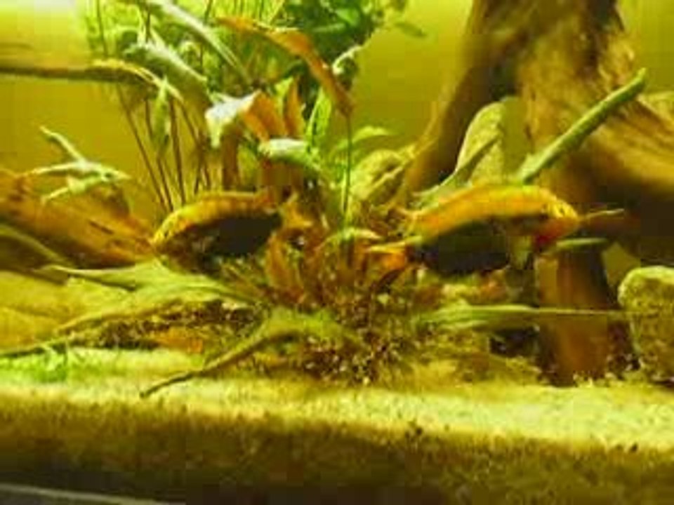 Archocentrus Multispinosus f2 du Nicaragua