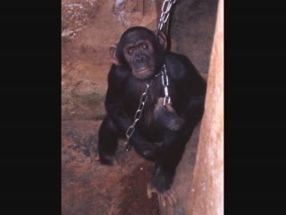 Spot pour la protection des chimpanzés V2