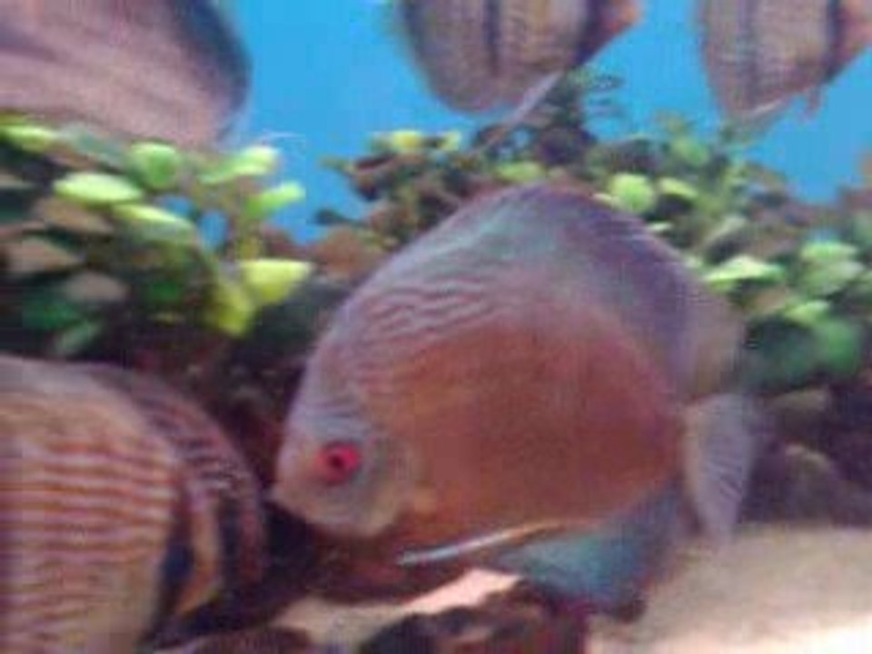 HECKEL & STİNGRAY MOTORO