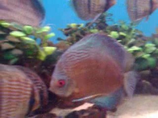 HECKEL & STİNGRAY MOTORO