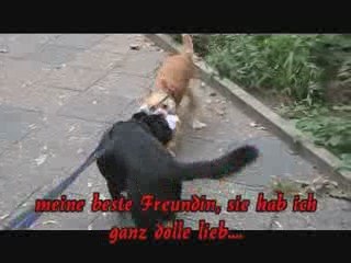 Dina hat Angst: Warum? 🤔