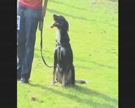 agility St-Prex, 27 septembre 2009